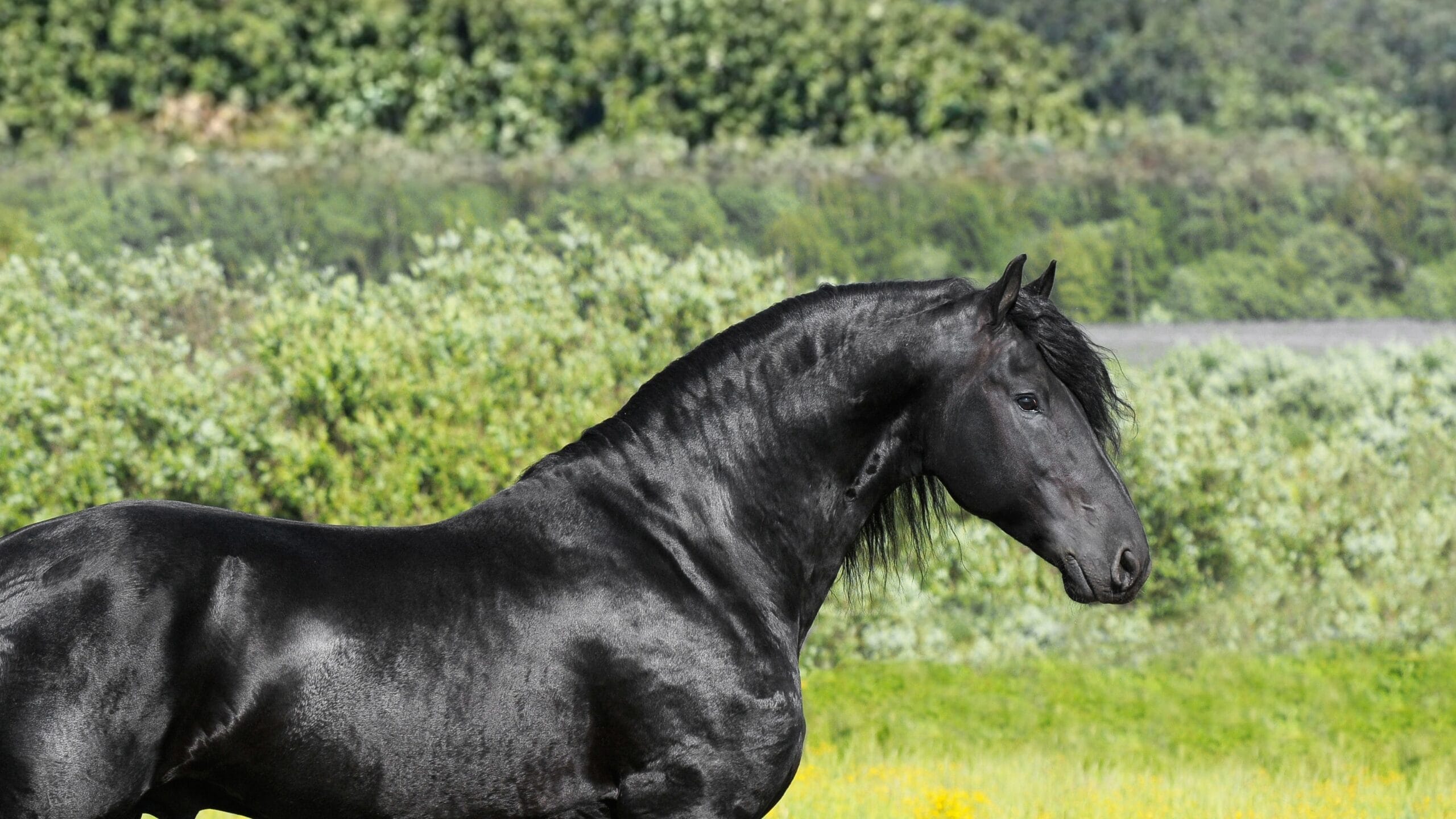 Sponsor uitgelicht – Univé